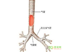 急性支气管炎