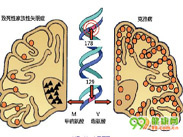 致死性家族性失眠症